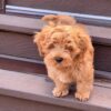 How to Choose the Right Hammi Havanese  Puppy for Your Family