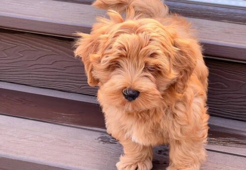 How to Choose the Right Hammi Havanese  Puppy for Your Family