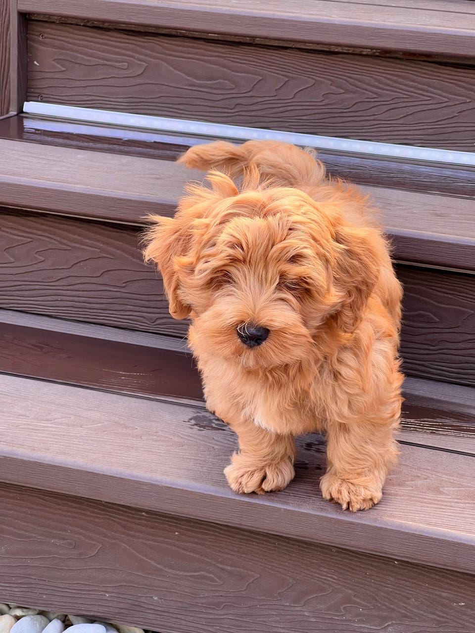 How to Choose the Right Hammi Havanese  Puppy for Your Family