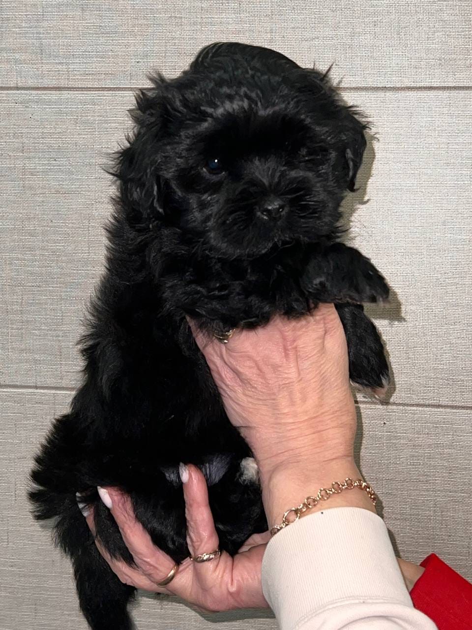 Evalyn – Female Havanese – Black Coat - Image 2