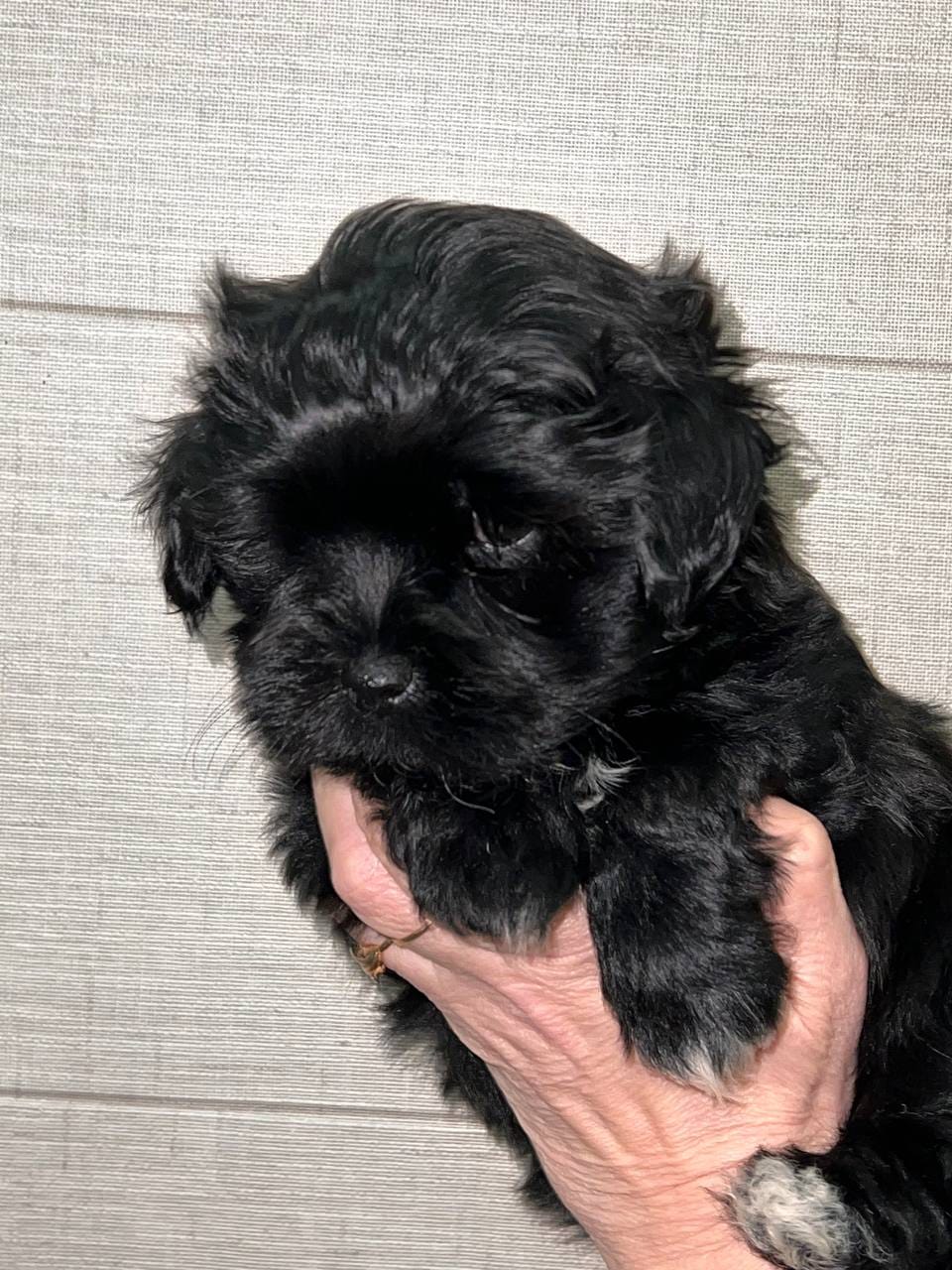 Evalyn – Female Havanese – Black Coat - Image 3