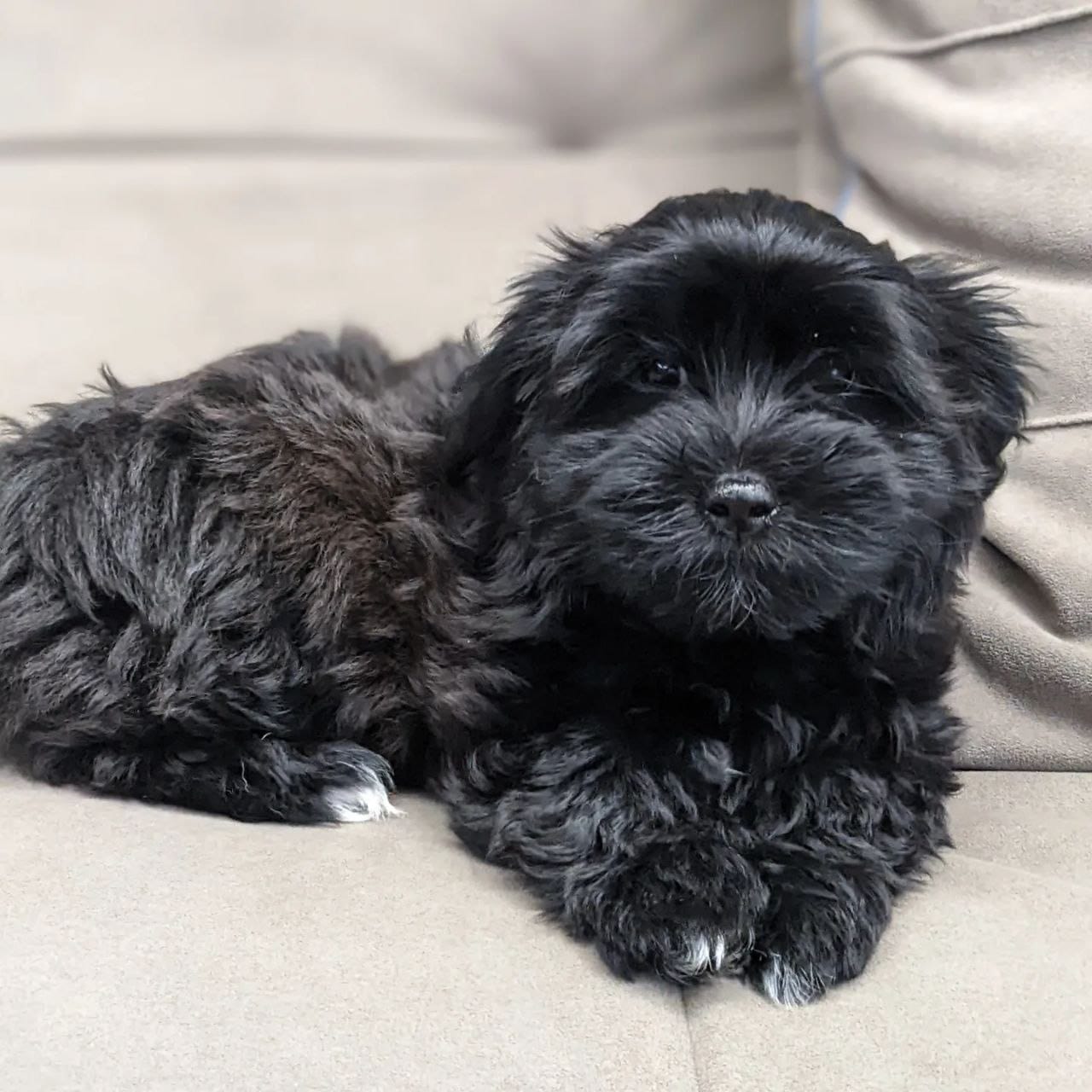 Evalyn – Female Havanese – Black Coat - Image 4