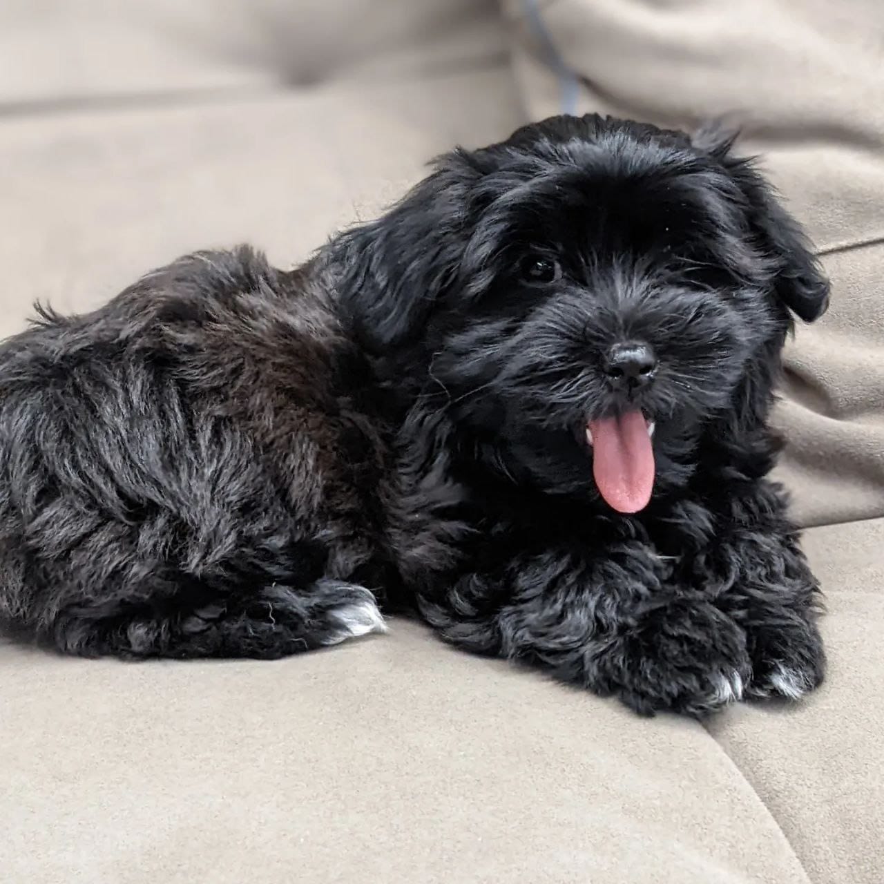 Evalyn – Female Havanese – Black Coat