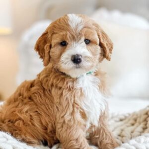 🐾 Male Havanese Puppy for Sale (Kean) –  | Brown Coat | Family-Raised