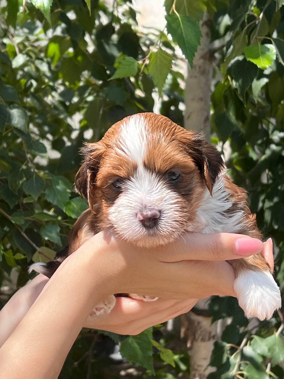 🐾 Male Havanese for Sale (Kish) –| Apricot Coat | - Image 4