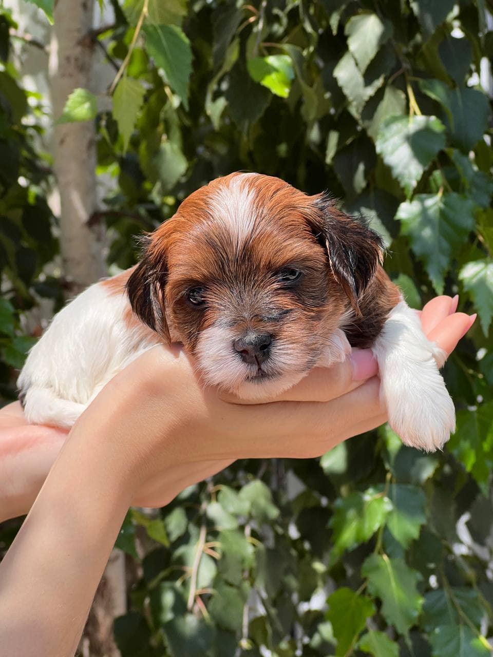 🐾 Male Havanese for Sale (Kish) –| Apricot Coat | - Image 2