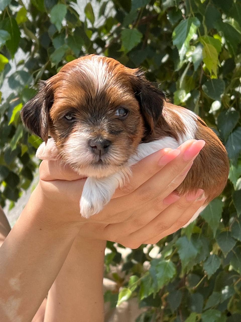 🐾 Male Havanese for Sale (Kish) –| Apricot Coat | - Image 3