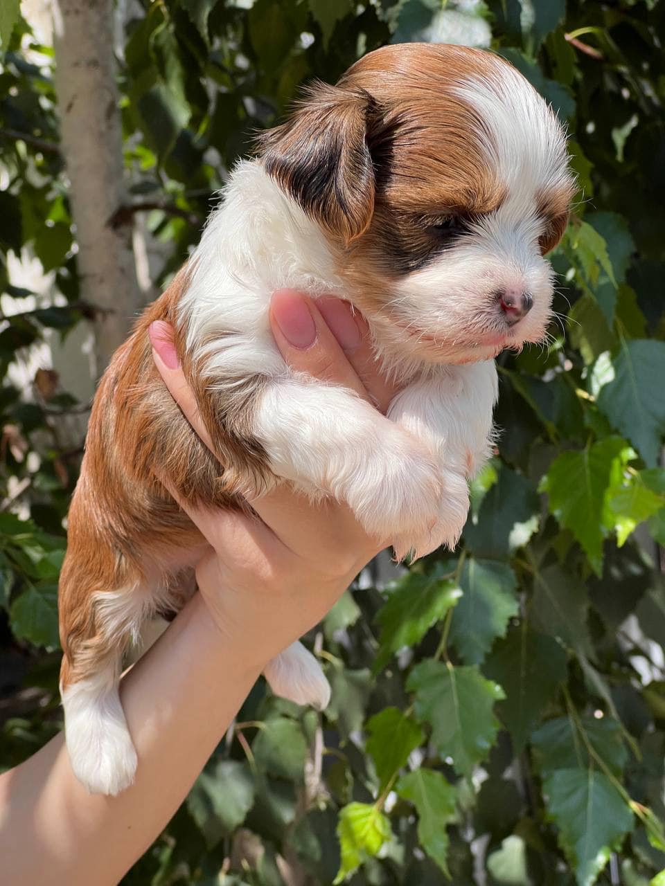 🐾 Male Havanese for Sale (Kish) –| Apricot Coat | - Image 7