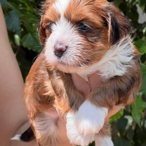 🐾 Male Havanese for Sale (Kish) –| Apricot Coat |