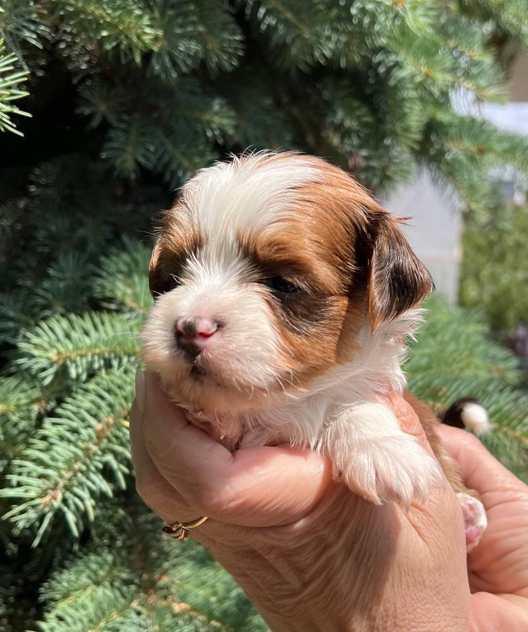 🐾 Male Havanese for Sale (Kish) –| Apricot Coat | - Image 5