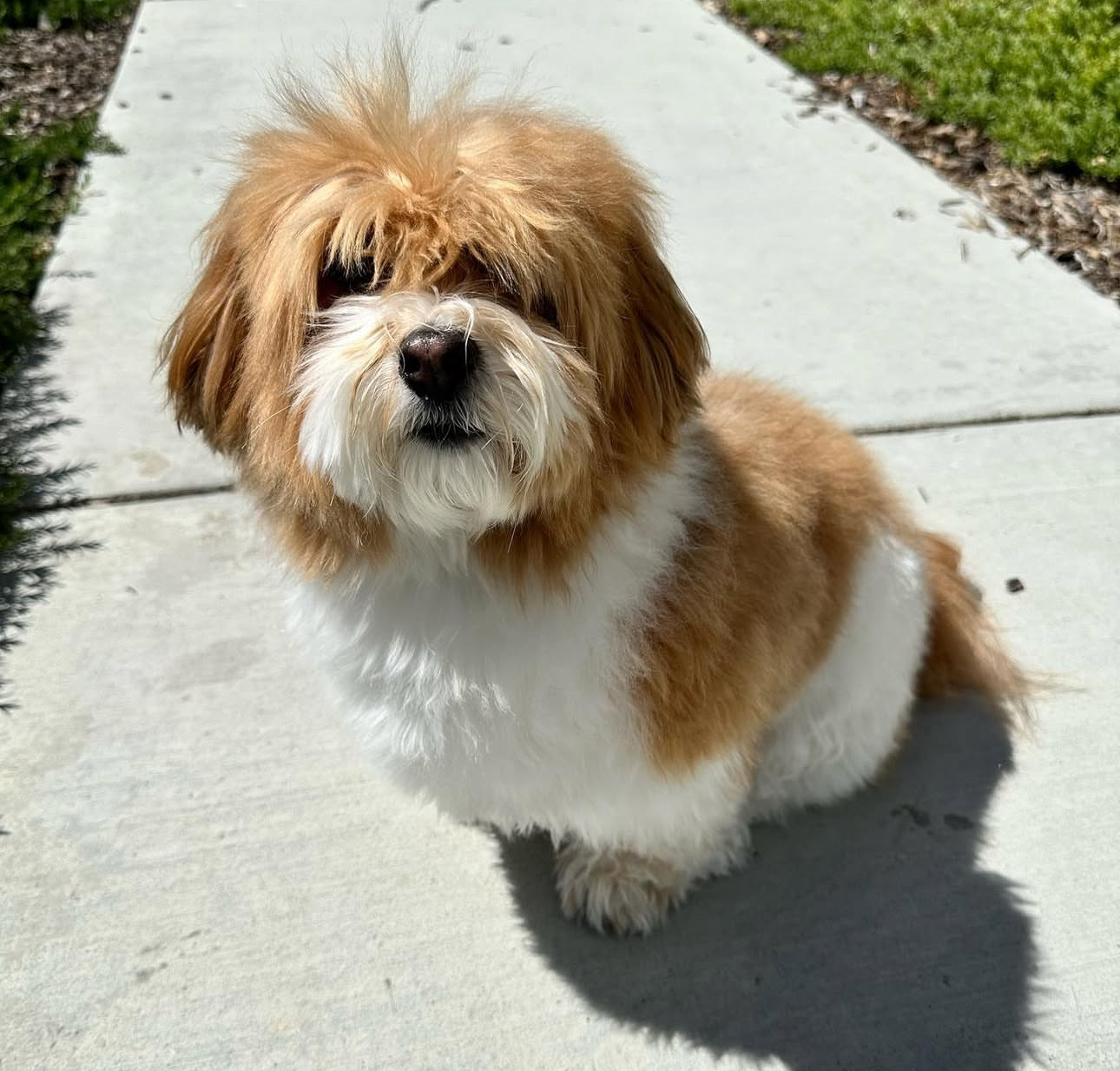🐾 Male Havanese for Sale (Harry) - | brown and white- 1 - Image 5