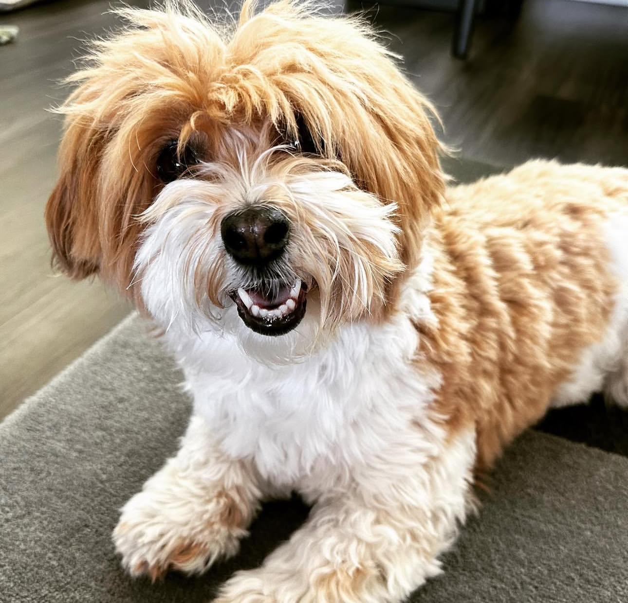 🐾 Male Havanese for Sale (Harry) - | brown and white- 1 - Image 3