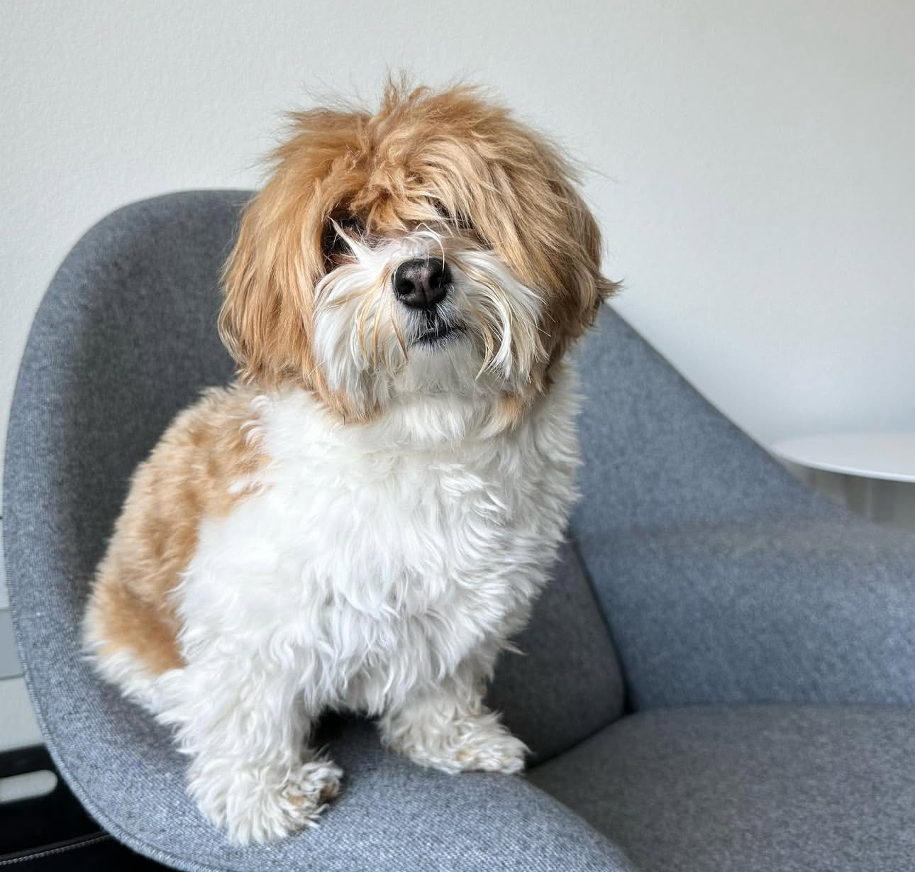 🐾 Male Havanese for Sale (Harry) - | brown and white- 1 - Image 4