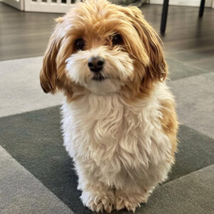 🐾 Male Havanese for Sale (Harry) - | brown and white- 1