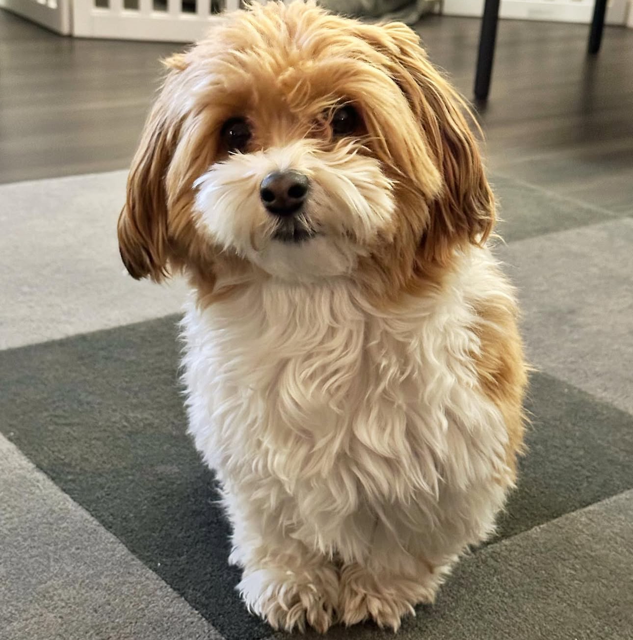 🐾 Male Havanese for Sale (Harry) - | brown and white- 1