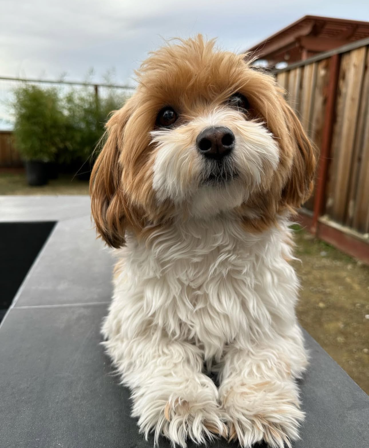 🐾 Male Havanese for Sale (Harry) - | brown and white- 1 - Image 2