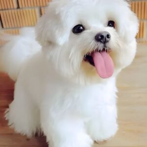 Female Havanese Puppy for Sale – Pepper (White, 15 Weeks Old, AKC Registered)