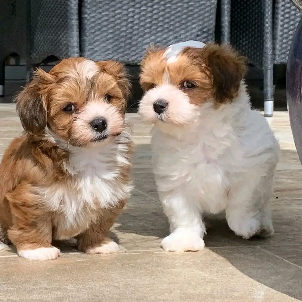 Hammi Havanese