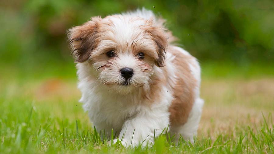 We specialize in providing you with high Quality Havanese Puppies
