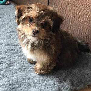 🐾 Sabrina – Havanese Puppy for sale (Chocolate )