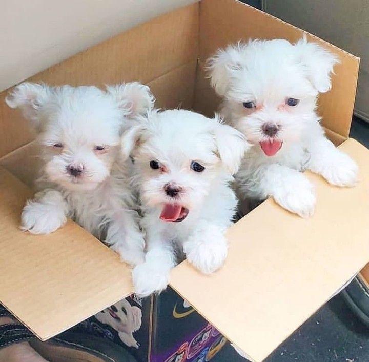 Female Havanese Puppy for Sale – Pepper (White, 15 Weeks Old, AKC Registered) - Image 5