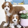 Why Hammi Havanese Puppies makes a perfect family