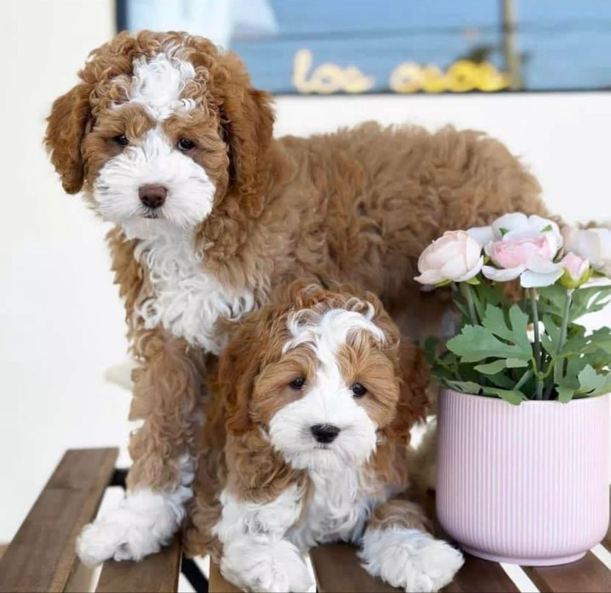 Why Hammi Havanese Puppies makes a perfect family