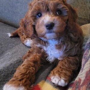 🐾 Female Havanese Puppy for Sale