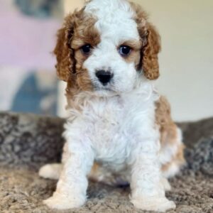 🐾Female Havanese Puppy for Sale (Gabby)