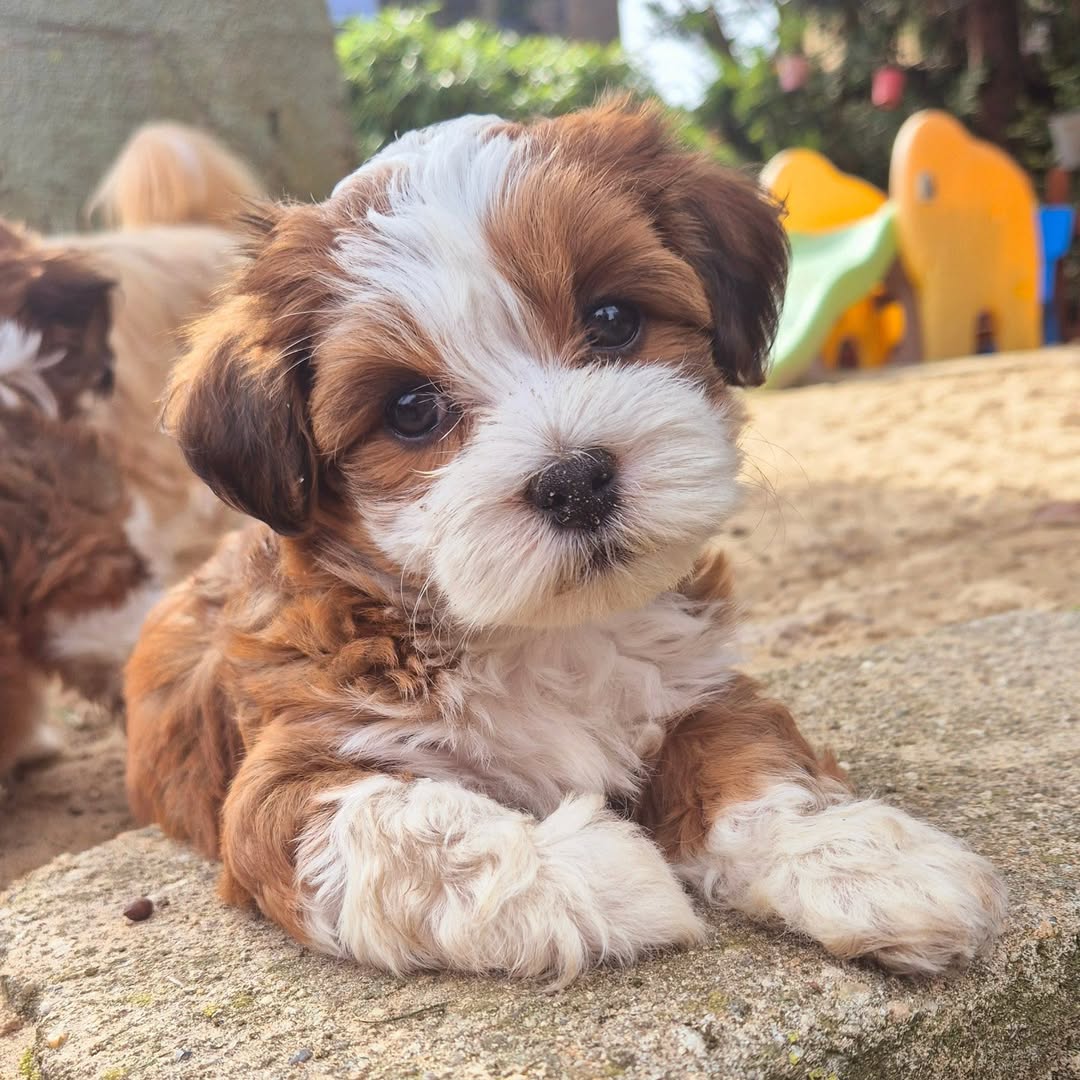 🐾 Male Hammi Havanese Puppy for Sale (Houston) – | Brown Coat |