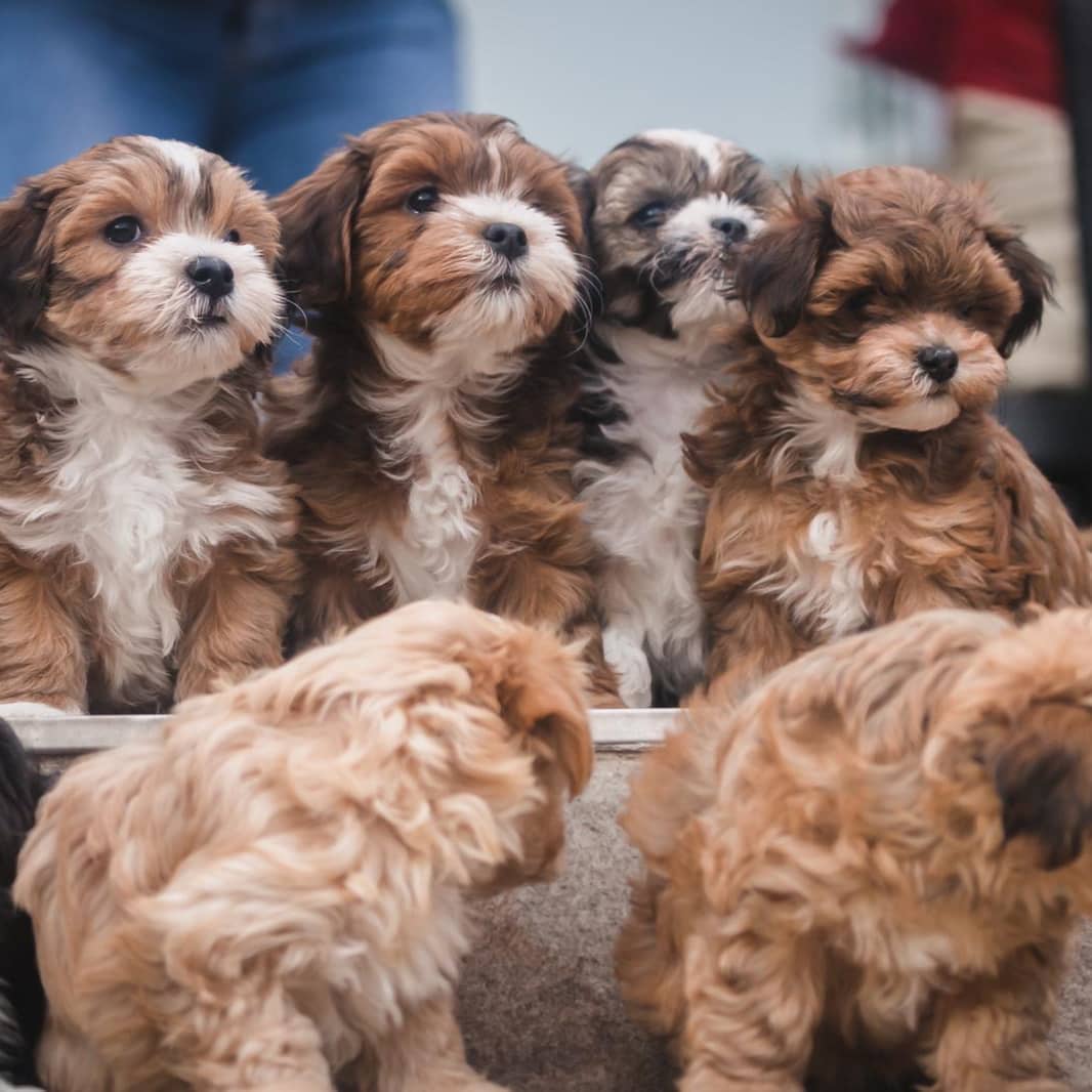 🐾 Male Hammi Havanese Puppy for Sale (Houston) – | Brown Coat | - Image 2