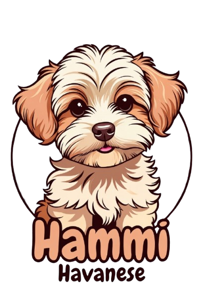 Hammi Havanese