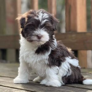 🐾 Male Havanese Puppy for Sale (Vivia)