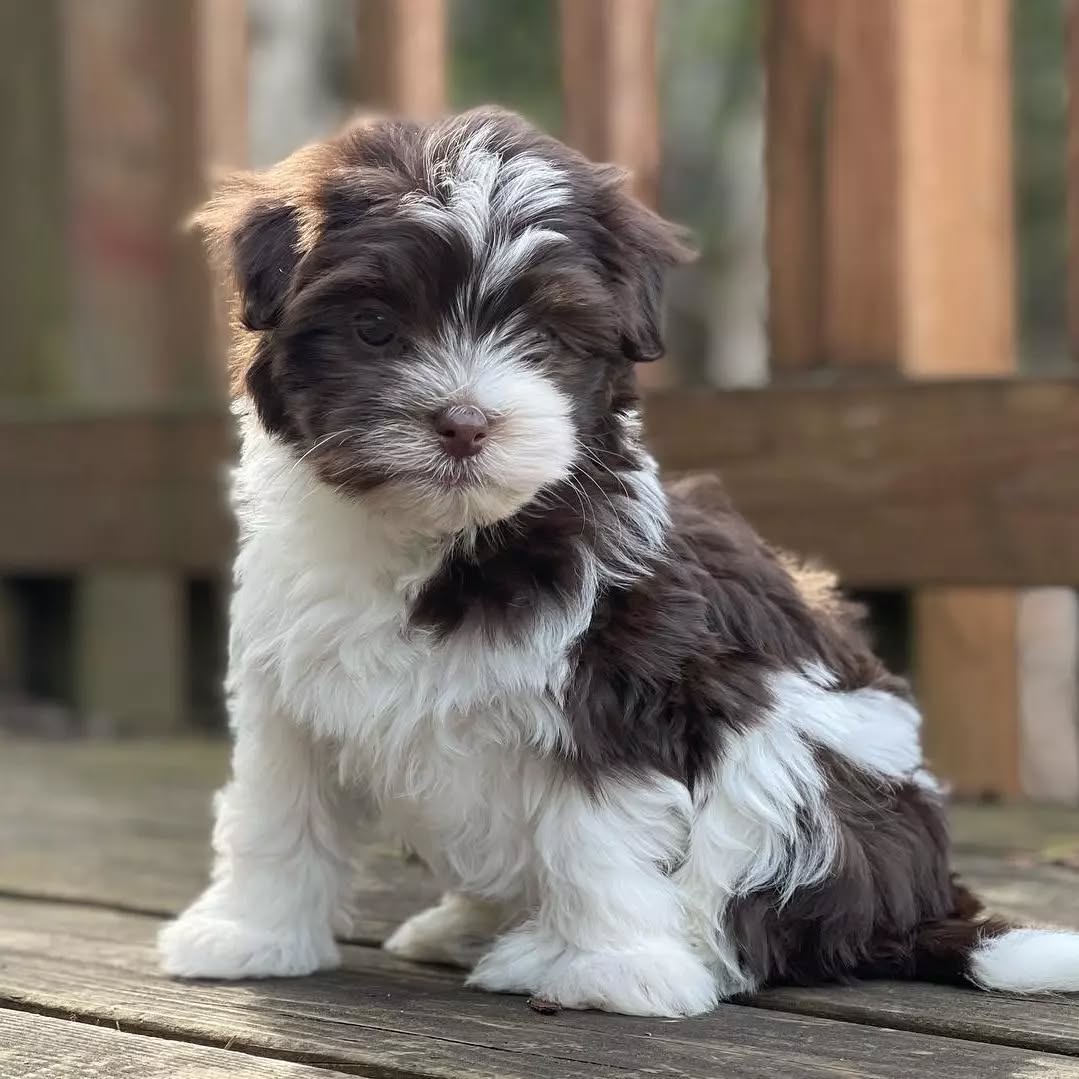 🐾 Male Havanese Puppy for Sale (Vivia)