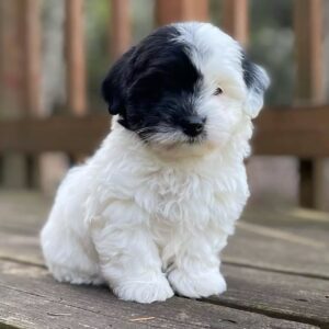 🐾 Female Havanese Puppy for Sale (Hudy) – | Apricot Coat