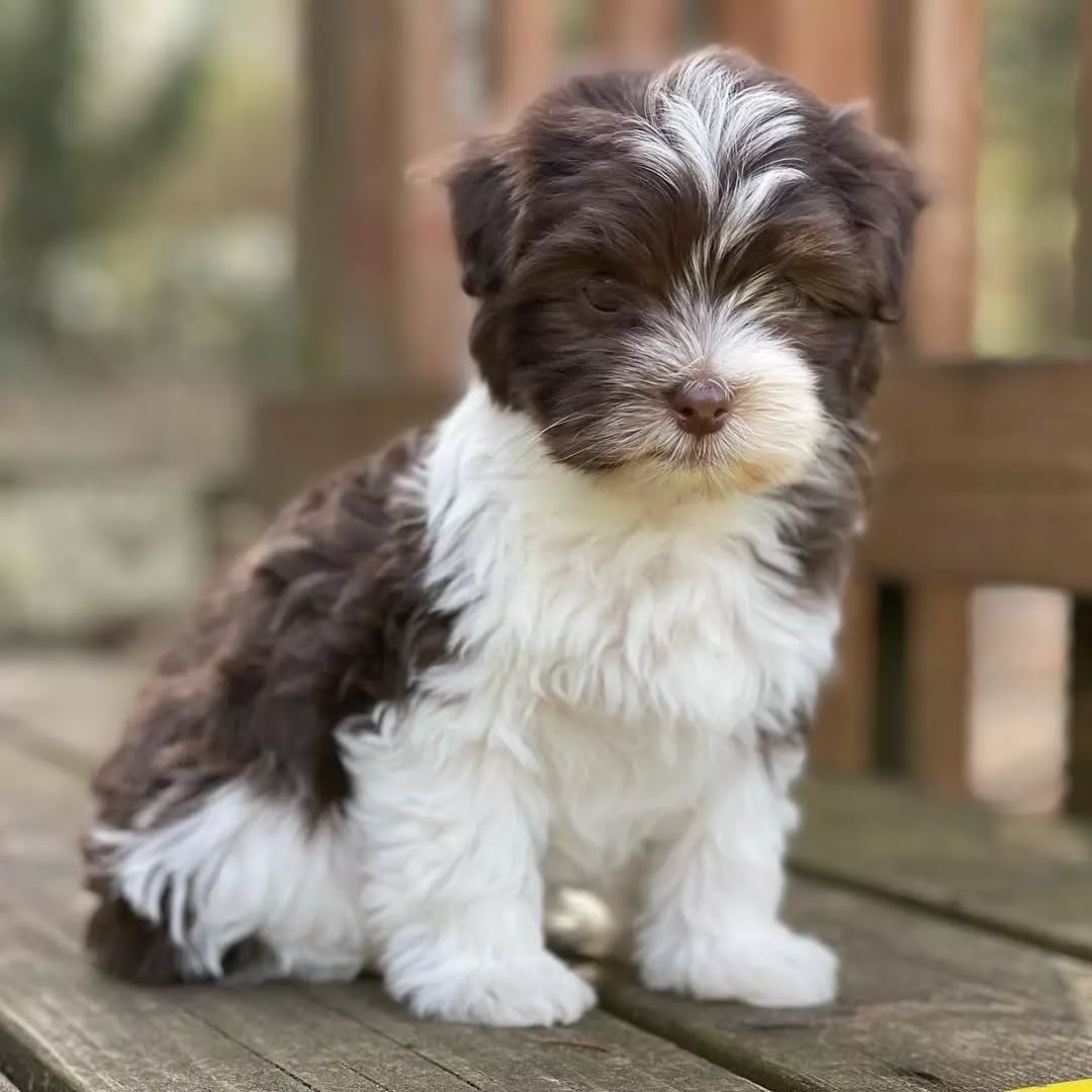 🐾 Male Havanese Puppy for Sale (Vivia) - Image 3