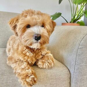 🐾 Male  Havanese Puppy for adoption (Bandit) –  |